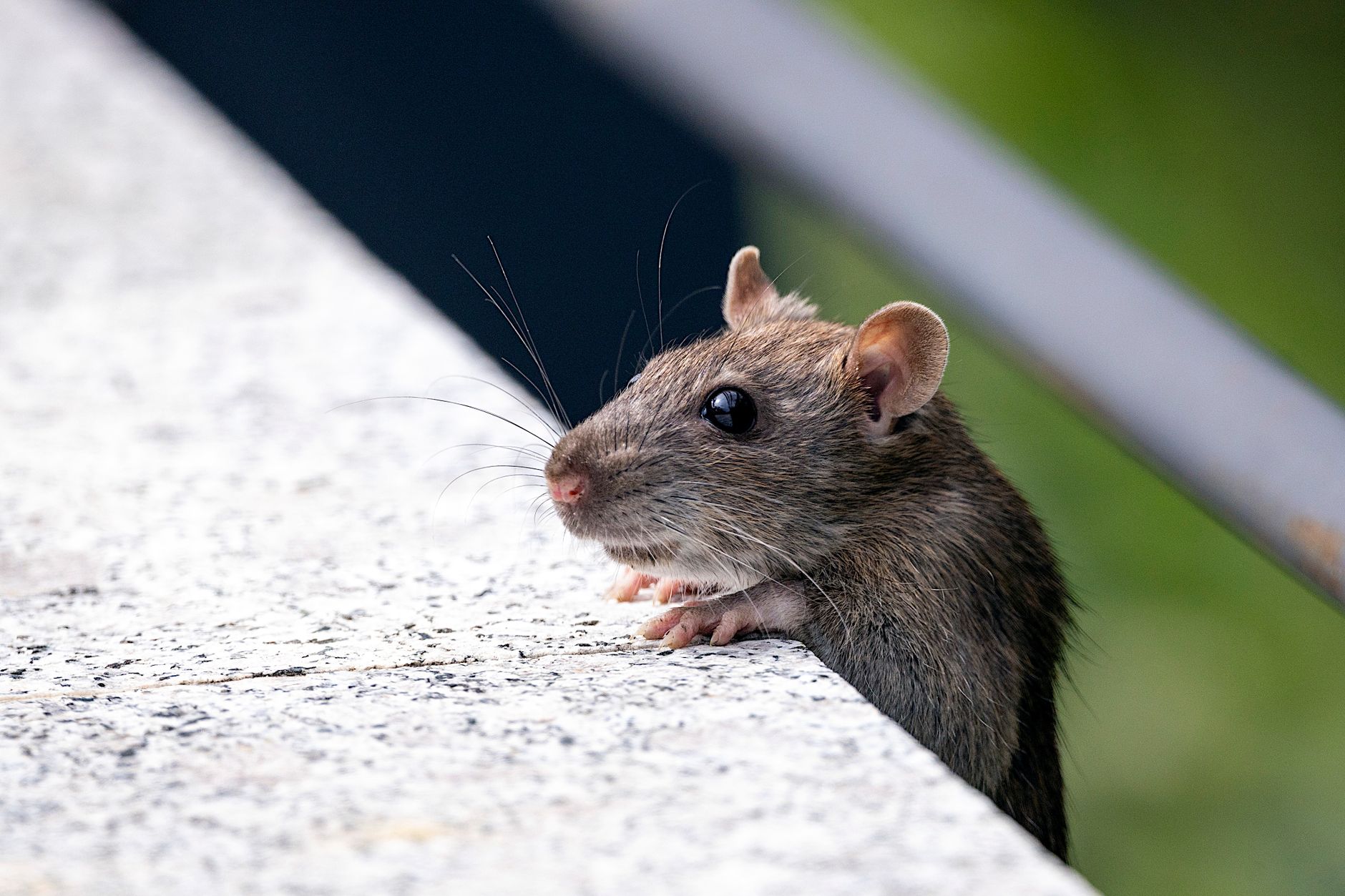 Désinsectisation dératisation à Compiègne